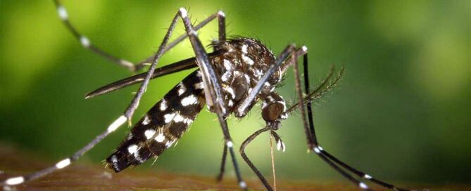 dezanzarizzazione allarme zanzare come fare disinfestazione e prevenire