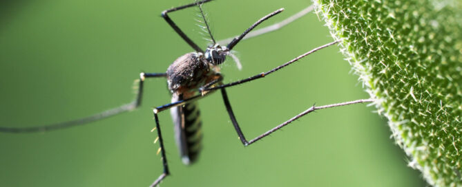bergamo-pulizia-disinfestazione-zanzara-tigre_0