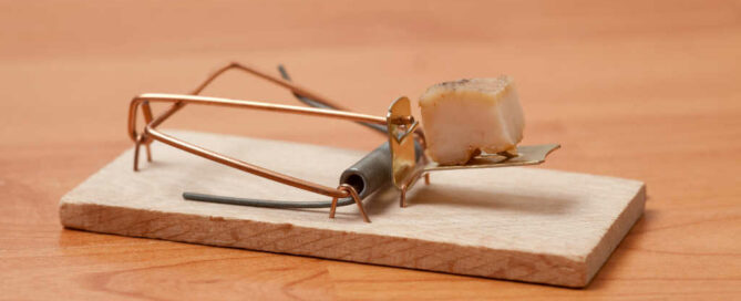 derattizzazione-scoprirla-affrontarla-risolverla