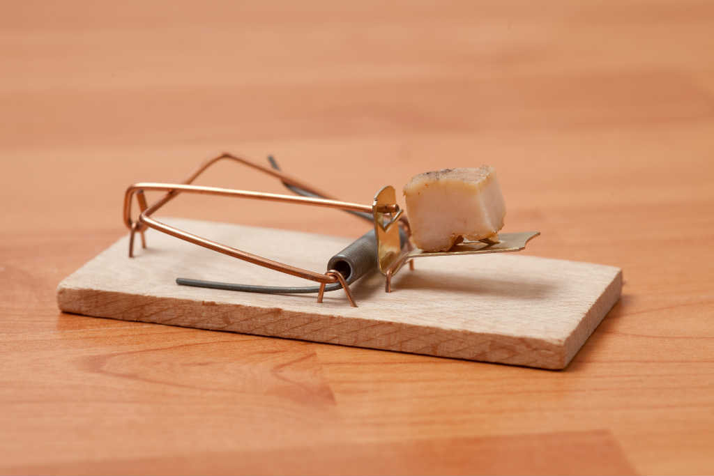 derattizzazione-scoprirla-affrontarla-risolverla