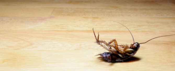 disinfestazione-blatte-scarafaggi-bergamo-milano