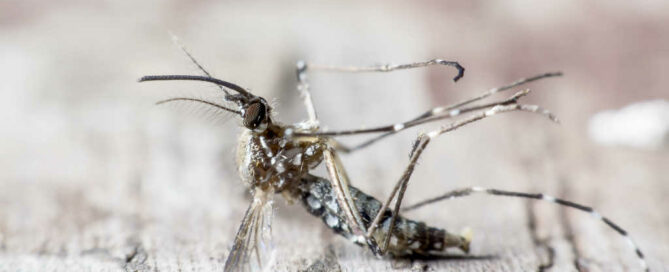 disinfestazione-zanzare-rimedio-antilarvali