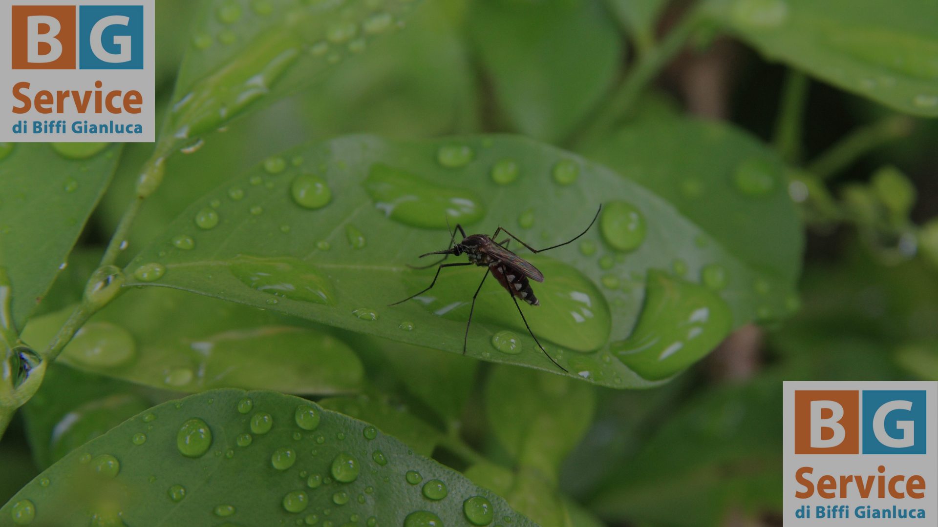 disinfestazione-antilarvale-bg-service